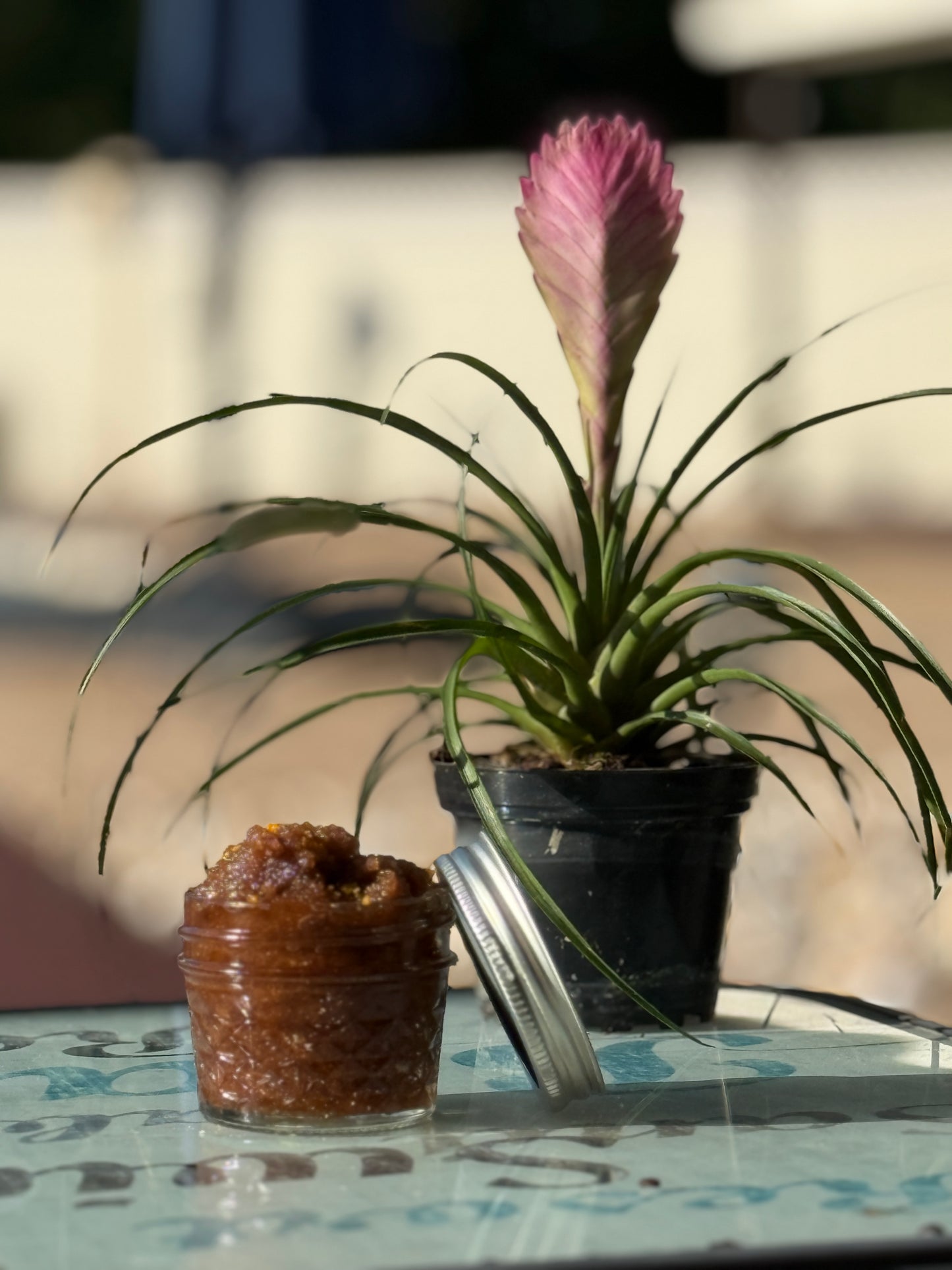 Spiced Orange Sugar Scrub