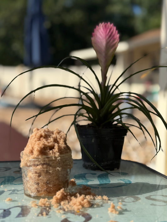 Gingerbread Cookie Scrub